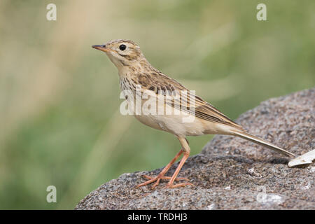 Blyth's pitpit (Anthus godlewskii), appollaiate su una pietra, Russia Foto Stock