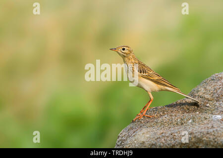 Blyth's pitpit (Anthus godlewskii), appollaiate su una pietra, Russia Foto Stock