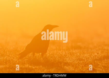 Carrion crow (Corvus corone, Corvus corone corone), seduti in un prato di mattina nebbia, Germania Foto Stock