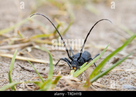 Il faggio capricorno beetle, piccole botti capricorno beetle (Cerambyx scopolii), vista frontale, Germania Foto Stock