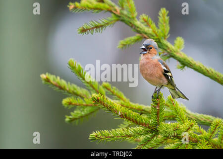 (Fringuello Fringilla coelebs), cantando maschio su un ramo di abete, Germania Foto Stock
