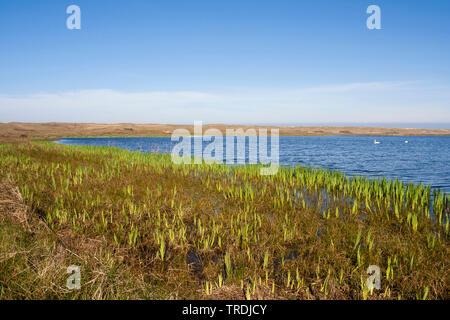 Iris gialla, bandiera gialla (Iris pseudacorus), il lago a Texel in primavera, Paesi Bassi, Texel Foto Stock