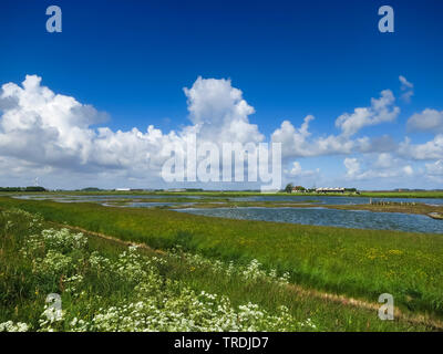 Mucca prezzemolo, cerfoglio selvatico (Anthriscus sylvestris), Paesaggio di Texel in primavera, Paesi Bassi, Texel Foto Stock