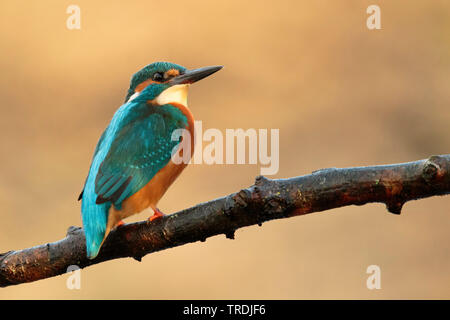 Fiume kingfisher (Alcedo atthis ispida), seduto su un ramo in primo luogo la luce del mattino, Paesi Bassi Foto Stock