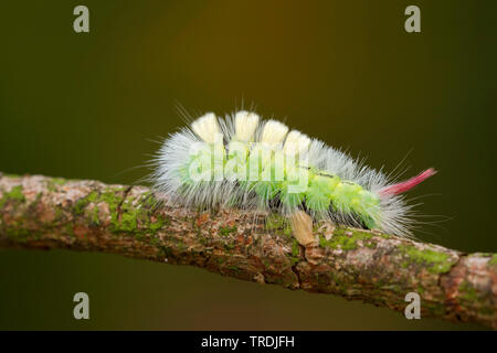 Pale tussock, rosso-coda di Tarma (Dasychira pudibunda, Olene pudibunda, Calliteara pudibunda, Elkneria pudibunda), Caterpillar, Paesi Bassi Foto Stock