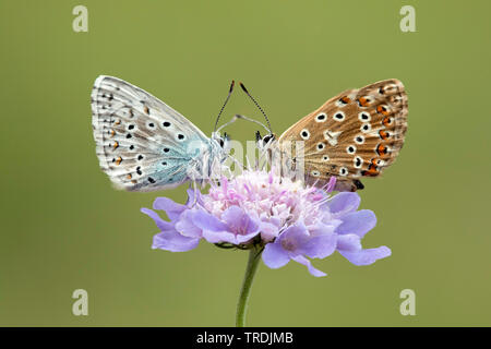 Chalkhill blu, Chalk Hill blu (Lysandra coridon, Polyommatus coridon, Meleageria coridon), coppia seduta su un Knautia, Germania, Eifel Foto Stock