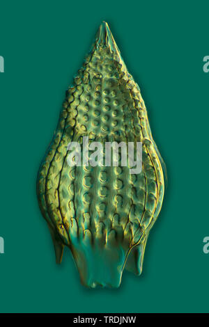 Radiolari (Radiolaria), radiolarian fossili ob Barbados isola con Rheinberg illuminazione, x 20 Foto Stock