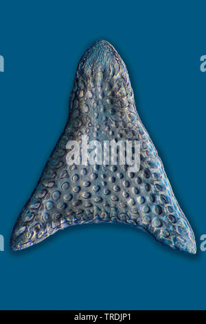 Radiolari (Radiolaria), radiolarian fossili ob Barbados isola con Rheinberg illuminazione, x 20 Foto Stock