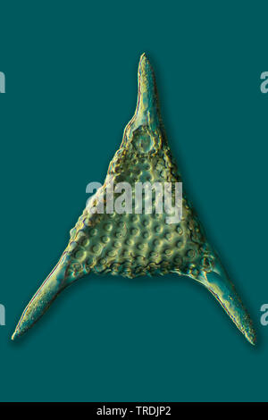 Radiolari (Radiolaria), radiolarian fossili ob Barbados isola con illuminazione a Rheinberg Foto Stock