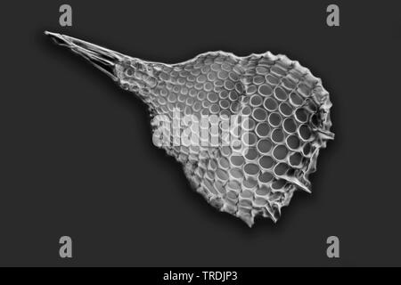Radiolari (Radiolaria), radiolarian fossili ob Barbados isola con Rheinberg illuminazione, x 20 Foto Stock