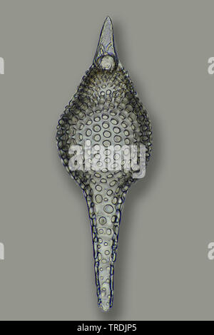 Radiolari (Radiolaria), radiolarian fossili ob Barbados isola in campo chiaro Foto Stock