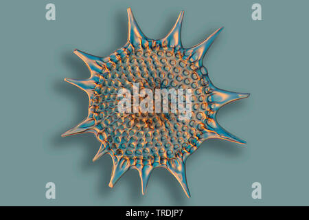 Radiolari (Radiolaria), radiolarian fossili ob Barbados isola con illuminazione a Rheinberg Foto Stock