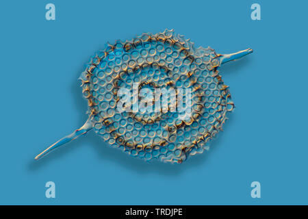 Radiolari (Radiolaria), radiolarian fossili ob Barbados isola con illuminazione a Rheinberg Foto Stock