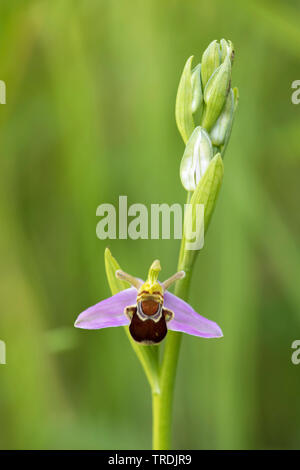 Bee orchid (Ophrys apifera), infiorescenza, Paesi Bassi Foto Stock