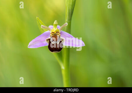 Bee orchid (Ophrys apifera), fiore, Paesi Bassi Foto Stock