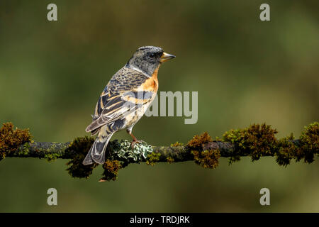 Brambling (Fringilla montifringilla), appollaiate su un ramo di muschio, Paesi Bassi Foto Stock