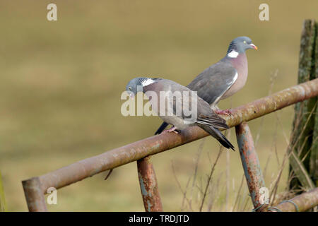 Il Colombaccio ( Columba palumbus), due colombacci si appollaia su una recinzione arrugginita , Paesi Bassi Foto Stock