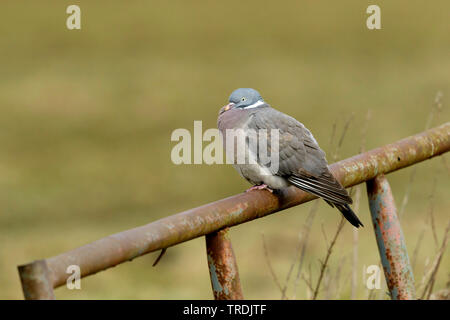 Il Colombaccio ( Columba palumbus), appollaiate su una recinzione arrugginita , Paesi Bassi Foto Stock