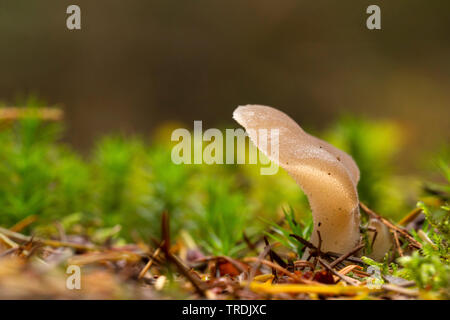 Jelly dente (Pseudohydnum gelatinosum), su deadwood, Paesi Bassi Foto Stock