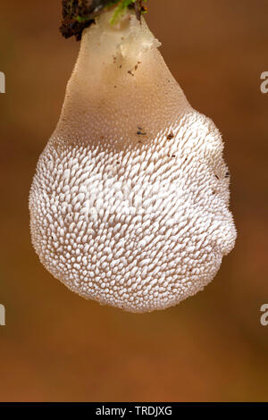 Jelly dente (Pseudohydnum gelatinosum), su deadwood, Paesi Bassi Foto Stock