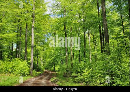 Comune di faggio (Fagus sylvatica), sentiero forestale in una foresta di faggio in primavera, in Germania, in Renania settentrionale-Vestfalia Foto Stock