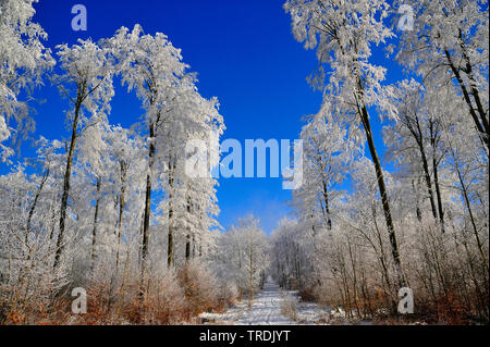 Foresta di inverno, in Germania, in Renania settentrionale-Vestfalia Foto Stock