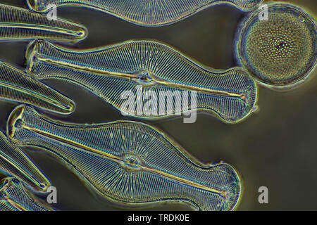 (Diatomee Diatomeae), dioatomeen in un microscopio a contrasto di fase, x 160 Foto Stock