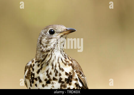 Tordo mistle (Turdus viscivorus), ritratto, Paesi Bassi Foto Stock