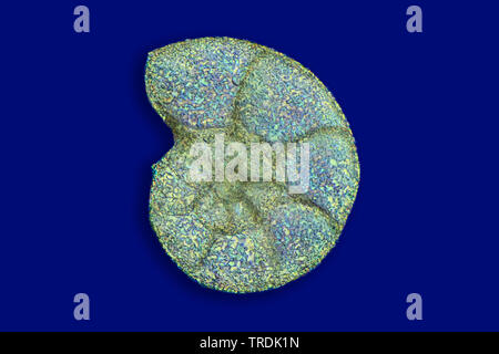 Foraminiferans, forams (Foraminiferida), foram, in Rheinberg illuminazione, x 20 Foto Stock