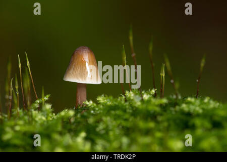 Saffrondrop cofano (Mycena crocata), su MOSS, Paesi Bassi Foto Stock