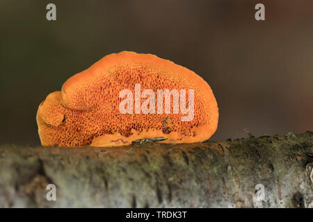 Il cinabro polypore (Pycnoporus cinnabarinus), sul legno morto, Paesi Bassi Foto Stock