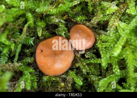 Coppa di ciglia, Molly eye-vimini, Scarlet elf cap, ciglia fungo, ciglia pixie (Scutellinia scutellata, scutellata rotula), in MOSS, Paesi Bassi, Zaafrane, va Foto Stock