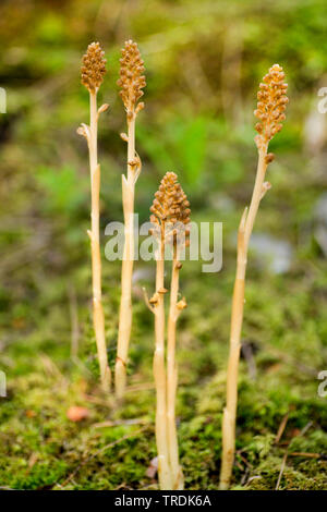 Bird's-nest orchid (Neottia nidus-avis), fioritura, Austria, Tirolo Foto Stock