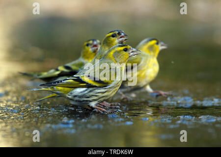 Abete (lucherino Carduelis spinus), la truppa si appollaia su una lastra di ghiaccio e acqua potabile, Paesi Bassi Foto Stock