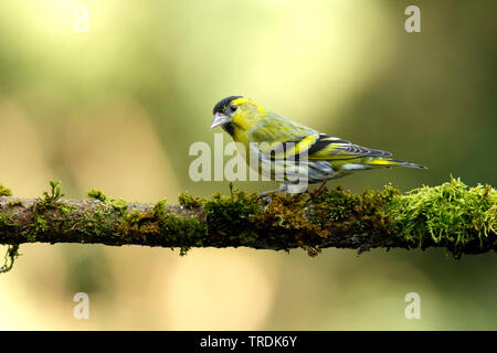 Abete (lucherino Carduelis spinus), maschio appollaiate su un ramo di muschio, Paesi Bassi Foto Stock