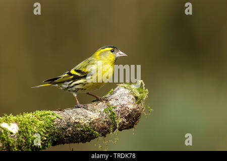 Abete (lucherino Carduelis spinus), maschio appollaiate su un ramo di muschio, Paesi Bassi Foto Stock