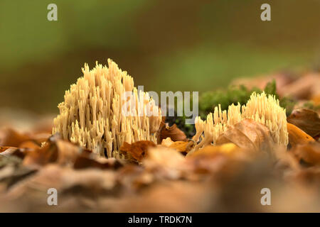 Montante coral (Ramaria stricta), sul suolo della foresta, Paesi Bassi Utrecht Foto Stock