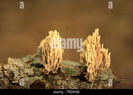 Montante coral (Ramaria stricta), su legno, Paesi Bassi Foto Stock