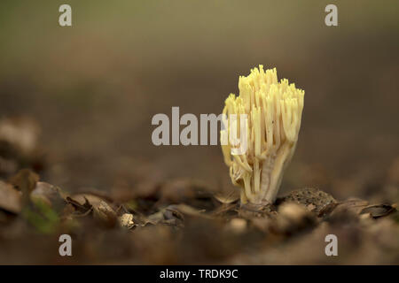 Montante coral (Ramaria stricta), sul suolo della foresta, Paesi Bassi Utrecht Foto Stock