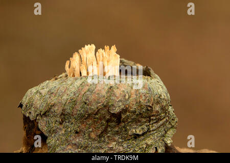 Montante coral (Ramaria stricta), su legno, Paesi Bassi Foto Stock