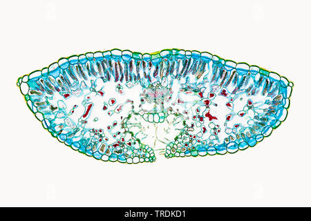 Famiglia di heath, huckleberry (Famiglia Ericaceae), foglia di un heath, sezione trasversale, x 14 Foto Stock