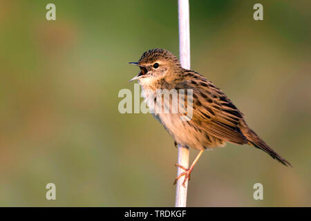 Comune siberiano Grasshopper trillo (Locustella naevia straminea, Locustella straminea), cantando maschio, Russia Foto Stock