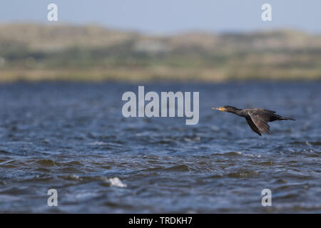 Il cinese grande cormorano (Phalacrocorax carbo sinensis, Phalacrocorax sinensis), volare sull'acqua, Germania Foto Stock