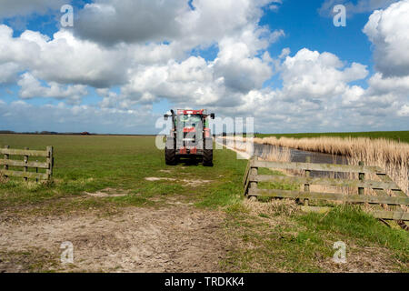 Trattore a Texel in primavera, Paesi Bassi, Texel Foto Stock