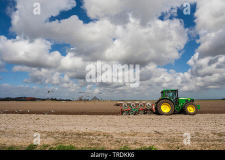 Trattore a Texel in primavera, Paesi Bassi, Texel Foto Stock