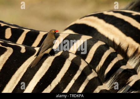 Rosso-fatturati Oxpecker (Buphagus erythrorhynchus), seduti su una zebra, Sud Africa - Mpumalanga Kruger National Park Foto Stock