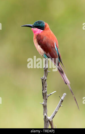 Southern carmine bee eater (Merops nubicoides), seduto su un ramo, Sud Africa - Mpumalanga Kruger National Park Foto Stock