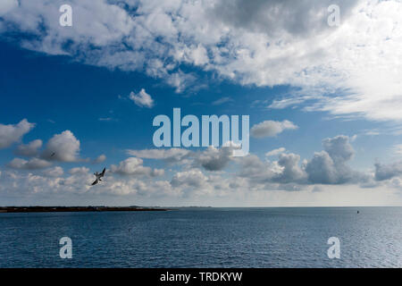 Aringa gabbiano (Larus argentatus), volando sul mare di Wadden a Texel, Paesi Bassi, Texel Foto Stock