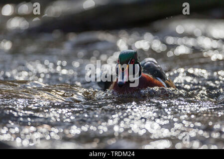 Anatra di legno (Aix sponsa), nuoto maschio nel piumaggio di allevamento, vista frontale, in Germania, in Baviera Foto Stock