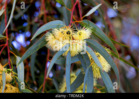 Blu della Tasmania gomma, gomma blu, Southern Blue Gum (Eucalyptus globulus), fioritura Foto Stock